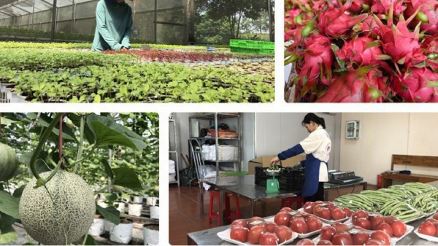 Thúc đẩy thương mại nông sản Việt – Trung trong bối cảnh dịch Covid-19